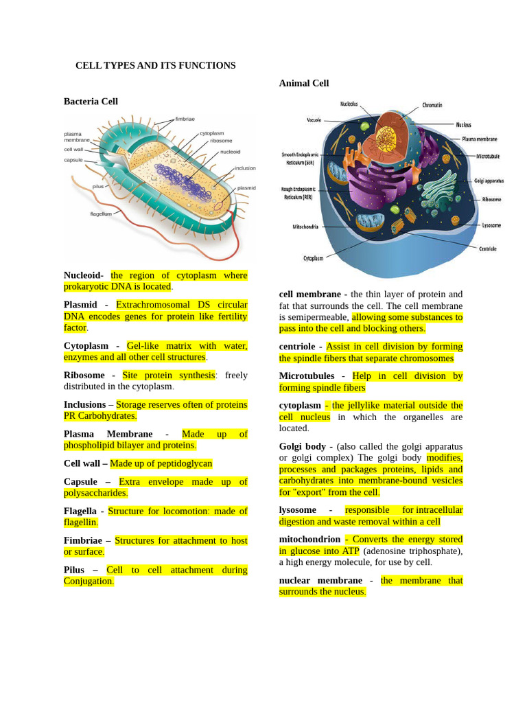Animal and Plant Cell Structures | PDF | Cell (Biology) | Endoplasmic ...