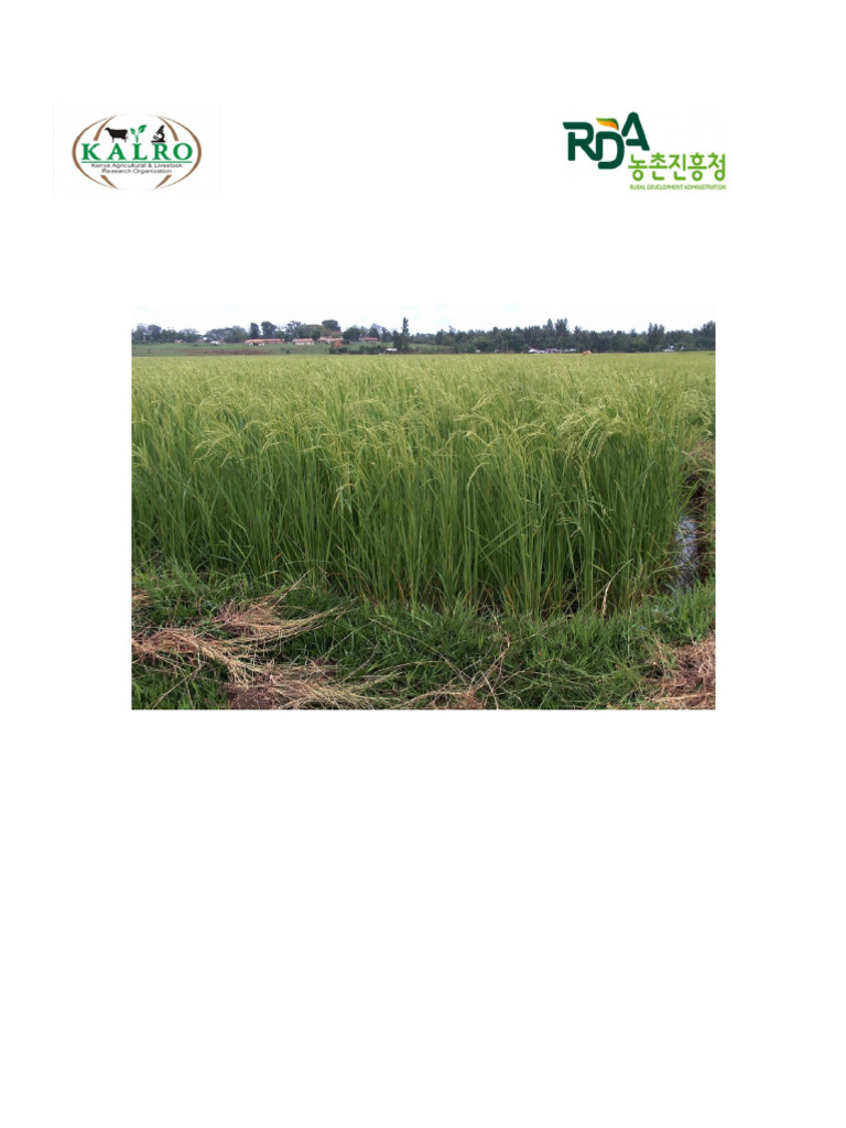 Rice Cultivation Best Practices Guide | PDF | Plant Nutrition | Rice
