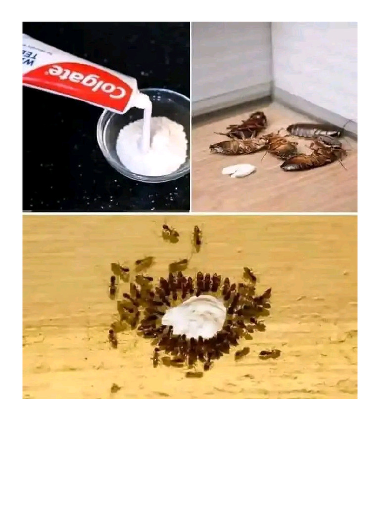 Image result for Toothpaste Hack to Eliminate Ants & Mites | PDF
