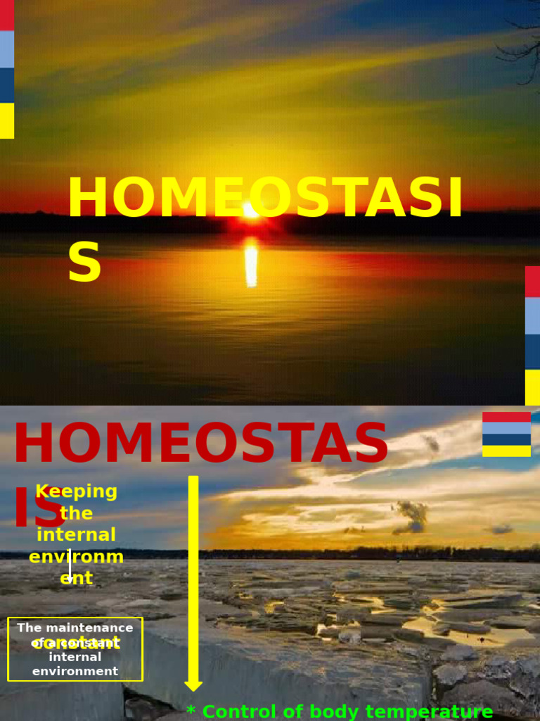 Homeostasis: Temperature & Glucose Control | PDF | Insulin | Glucose