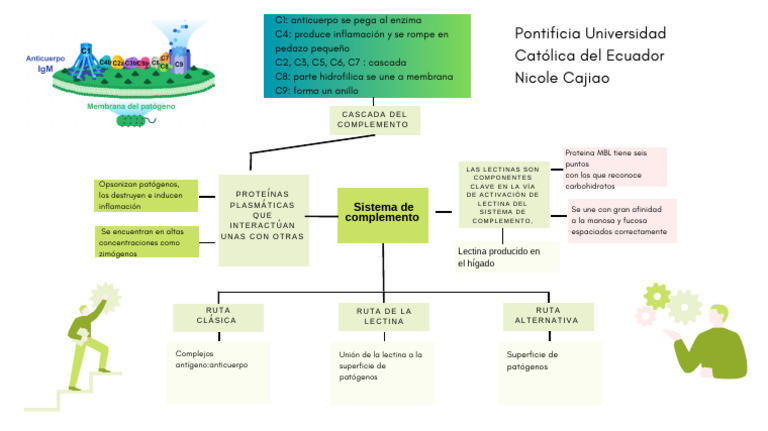 Activación del Sistema de Complemento | PDF | Sistema complementario ...