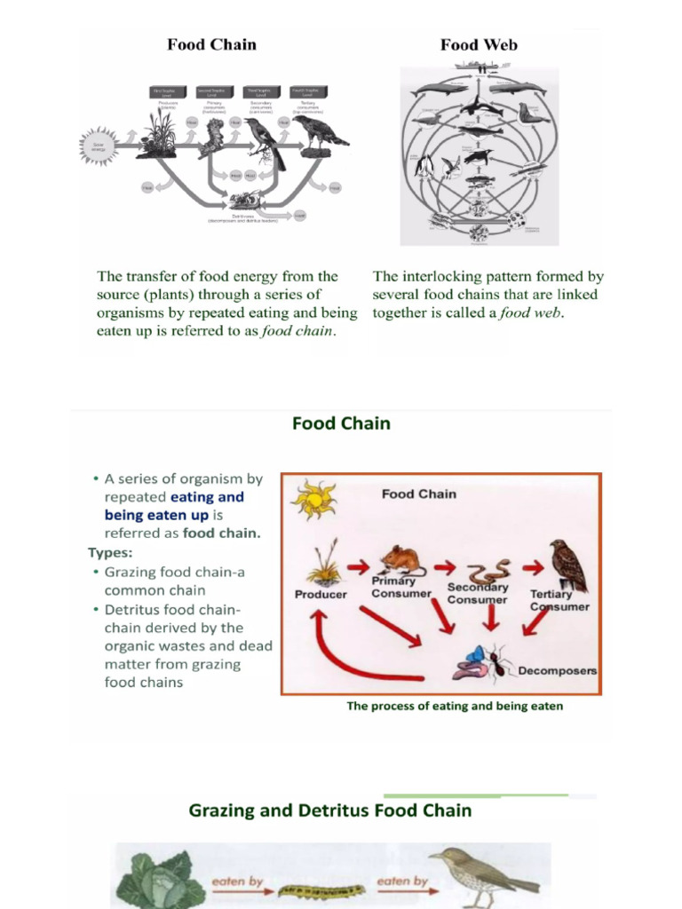 Environment | PDF