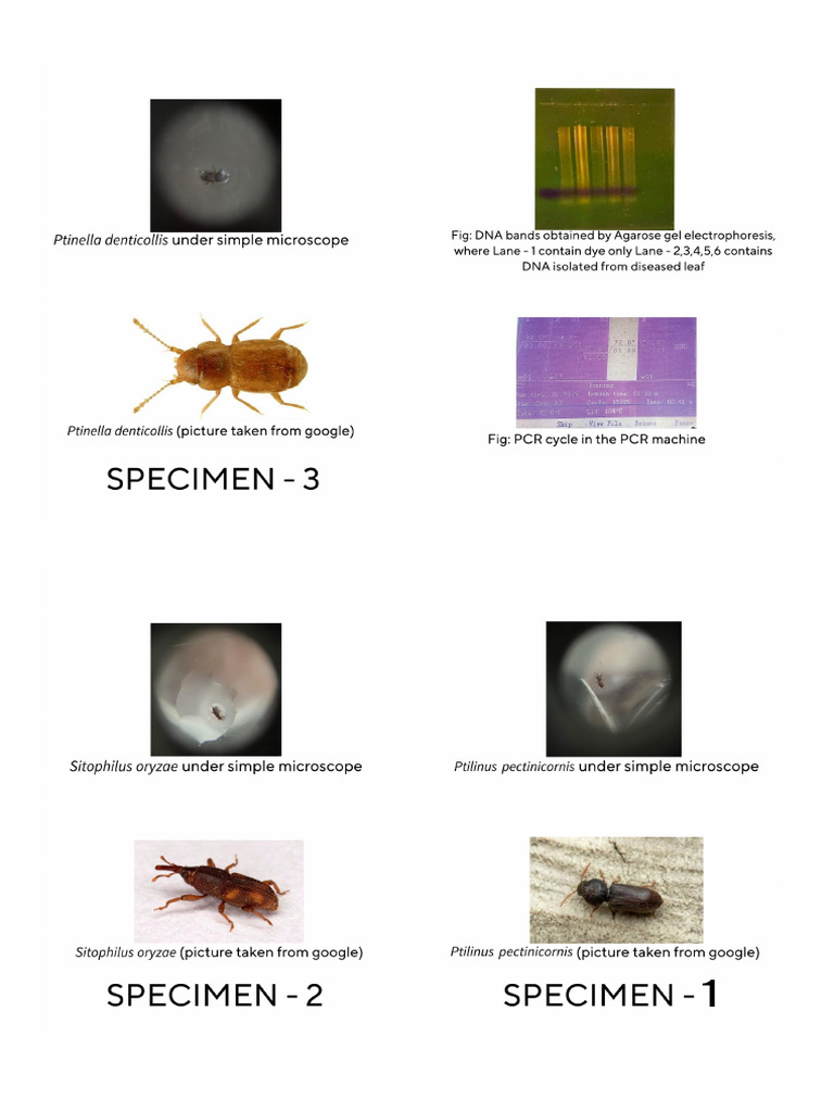 Specimens and Lab Work One Page | PDF