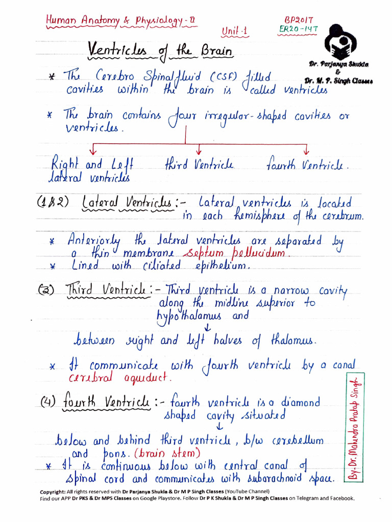 Ventricles & Cerebrospinal Fluid | PDF | Central Nervous System | Human ...