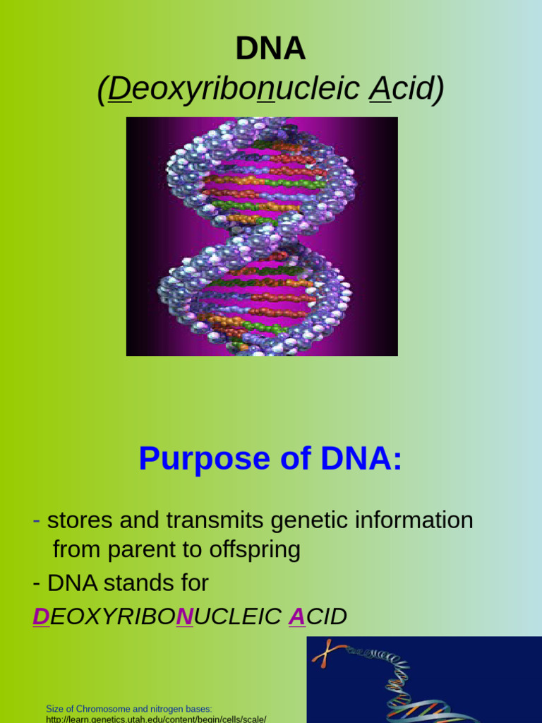 Tutorial 8 - DNA SBI3UE | PDF | Dna | Nucleic Acids