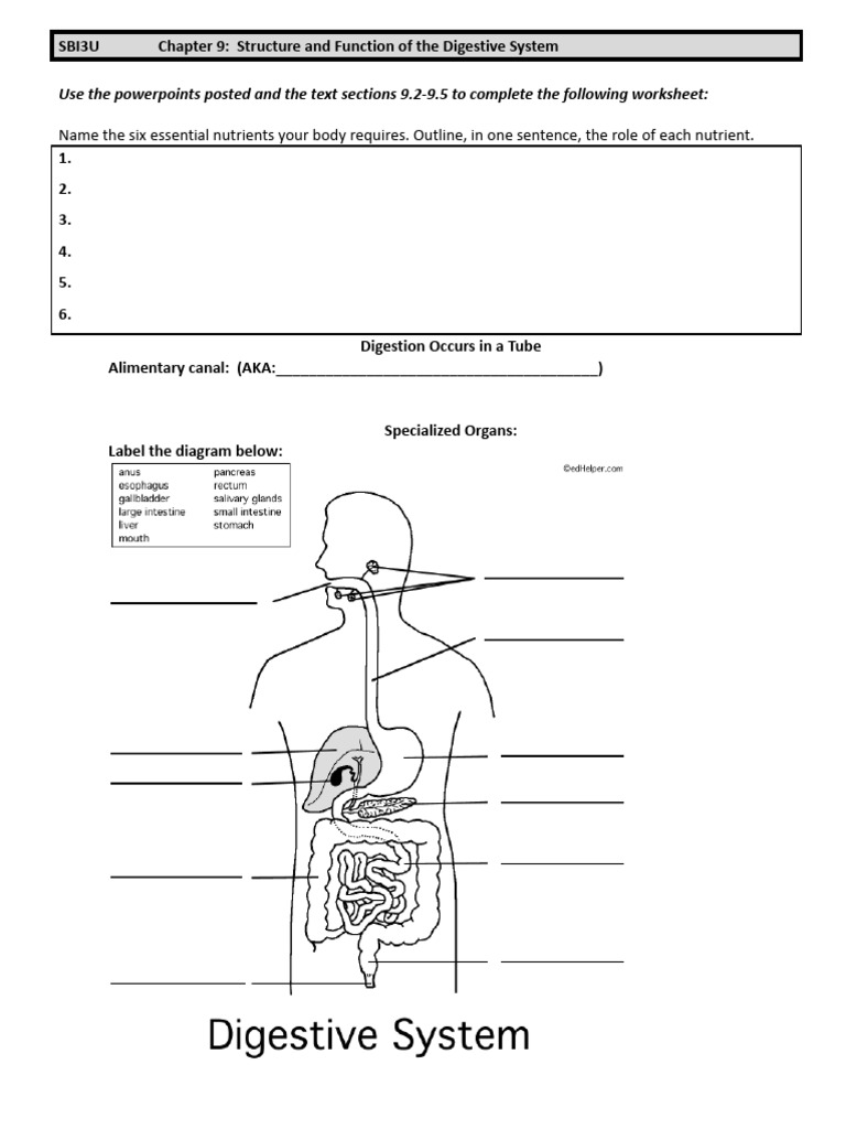 Unit 1 Worksheet - Digestive System | PDF