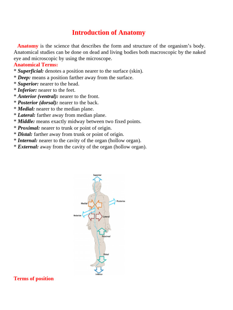 Introduction of Anatomy - NUB | PDF | Anatomical Terms Of Location ...