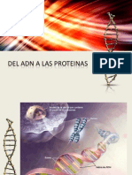 Del Adn a Las Proteinas 1