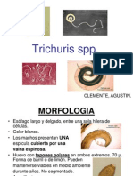 Trichuris SPP