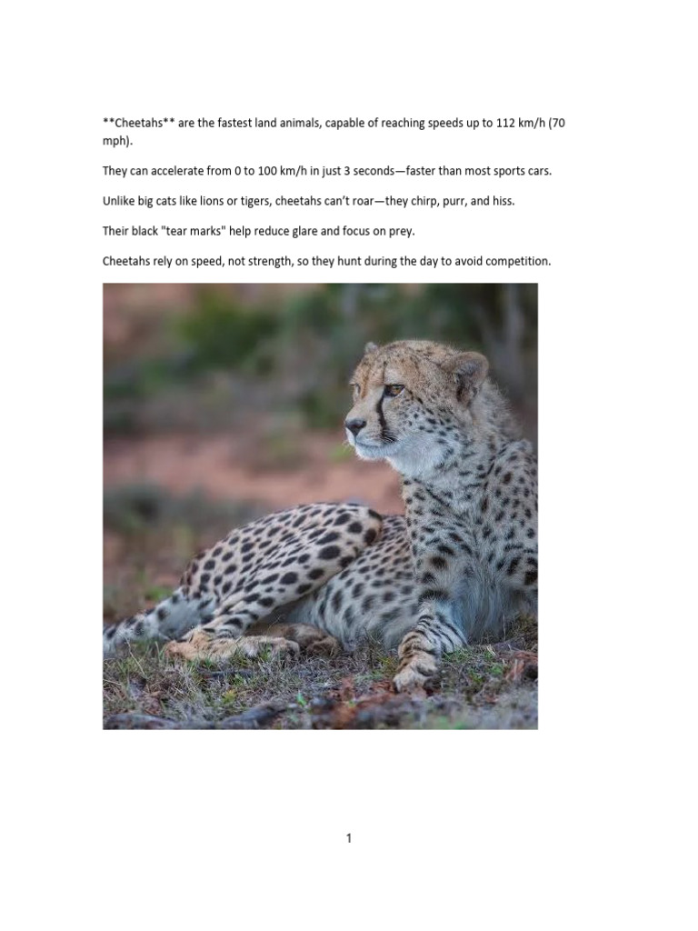 Cheetah Facts: Speed and Hunting Skills | PDF