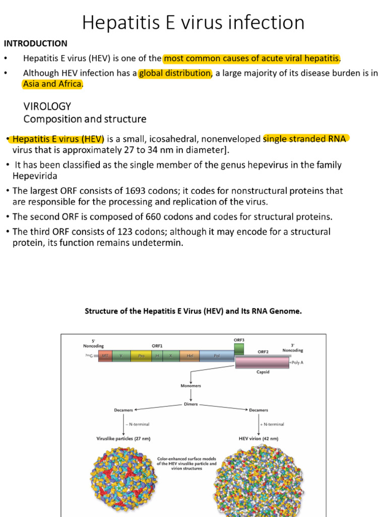 Understanding Hepatitis E Virus Infection | PDF | Hepatitis | Infection