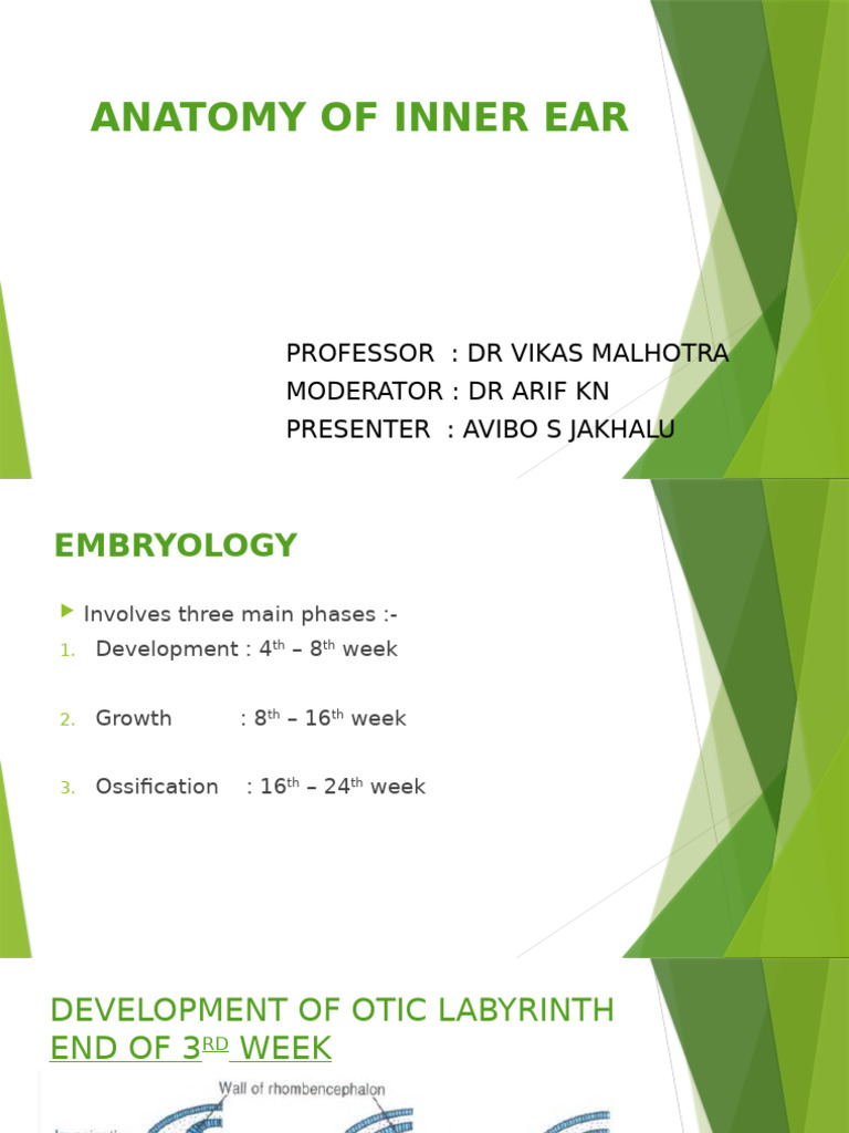 Anatomy and Development of Inner Ear | PDF | Ear | Anatomy