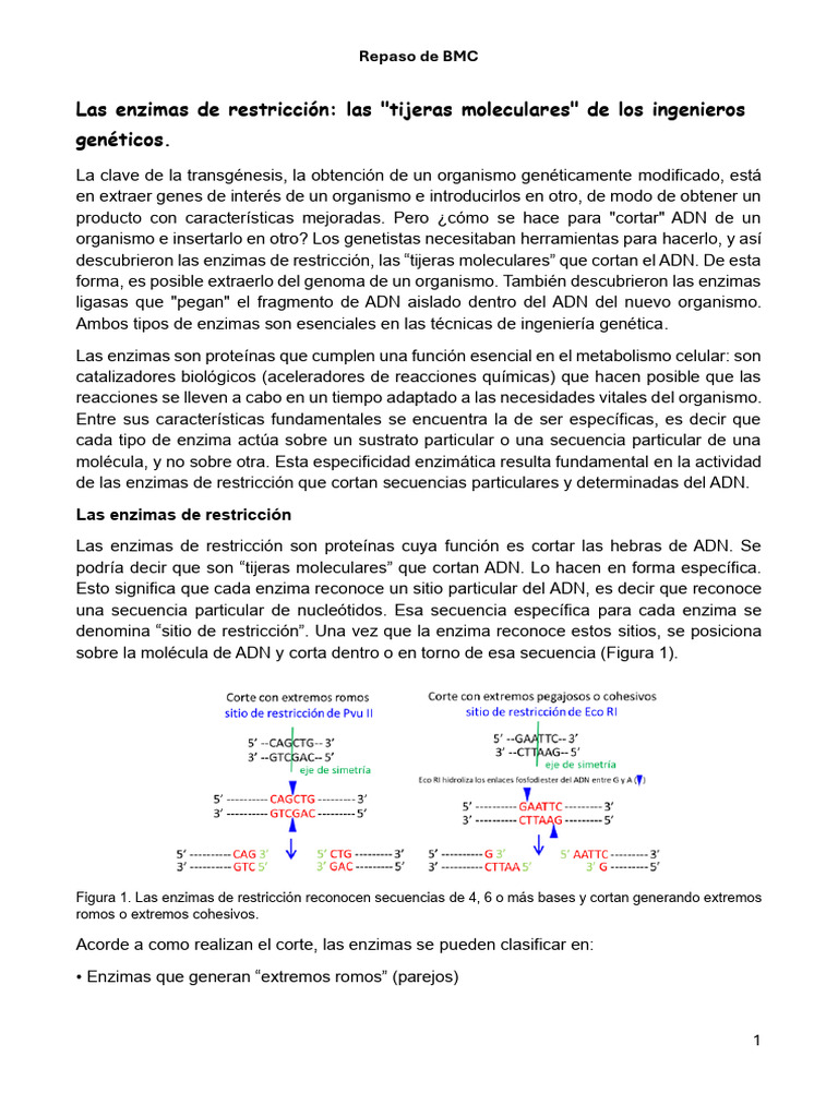 las-enzimas-de-restricci-n-pdf-adn-enzima-restrictiva