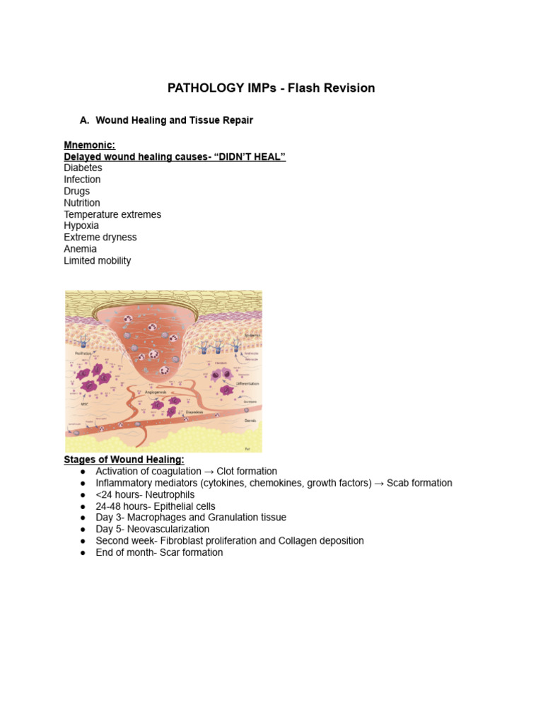 Path Flash Revision - I-1 - 250716 - 102306 | PDF | Wound Healing ...