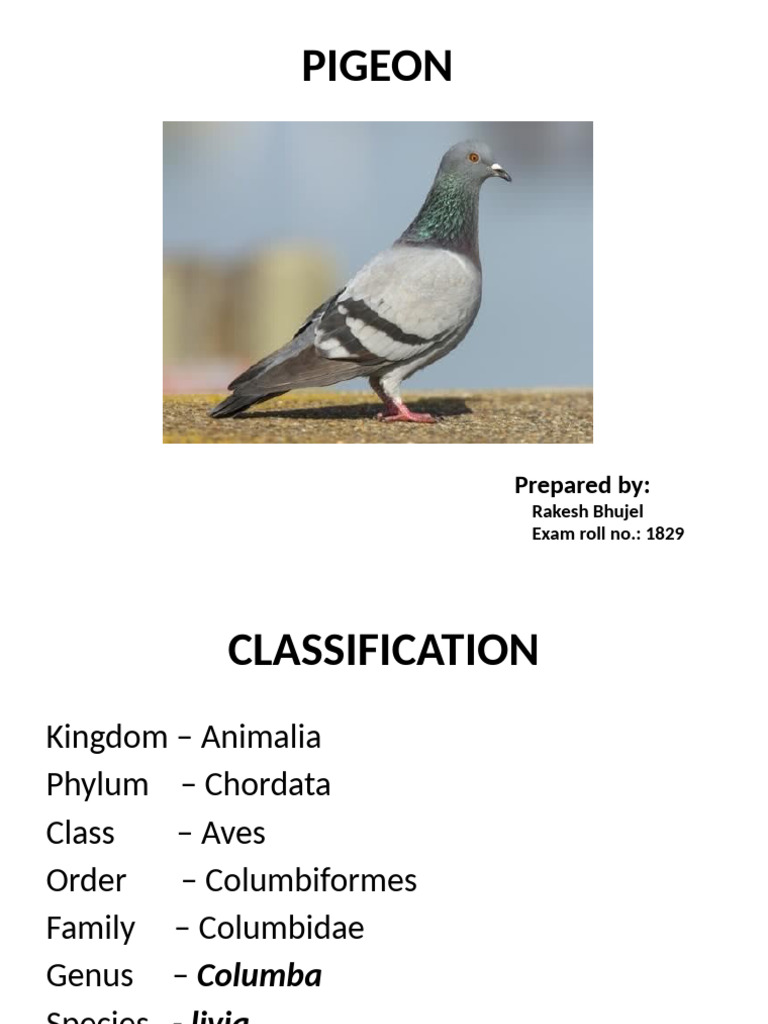 Pigeon Classification and Care Guide | PDF | Columbidae | Pest (Organism)