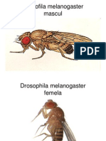 Drosofila melanogaster
