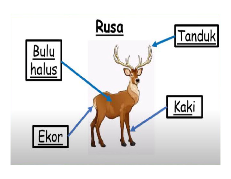 Gambar Rusa | PDF