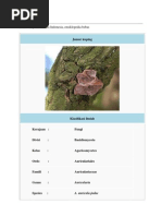 Download Jamur kuping by Urip Nurdiana SN89014357 doc pdf