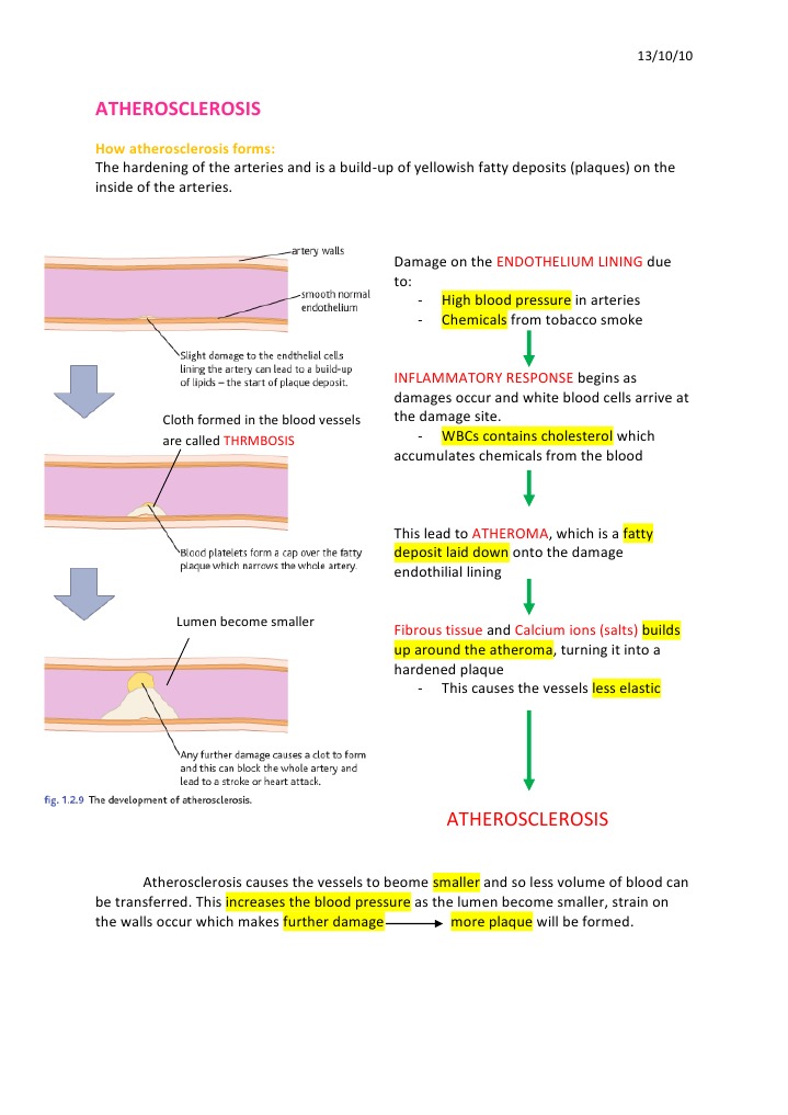 Understanding Atherosclerosis Formation | PDF