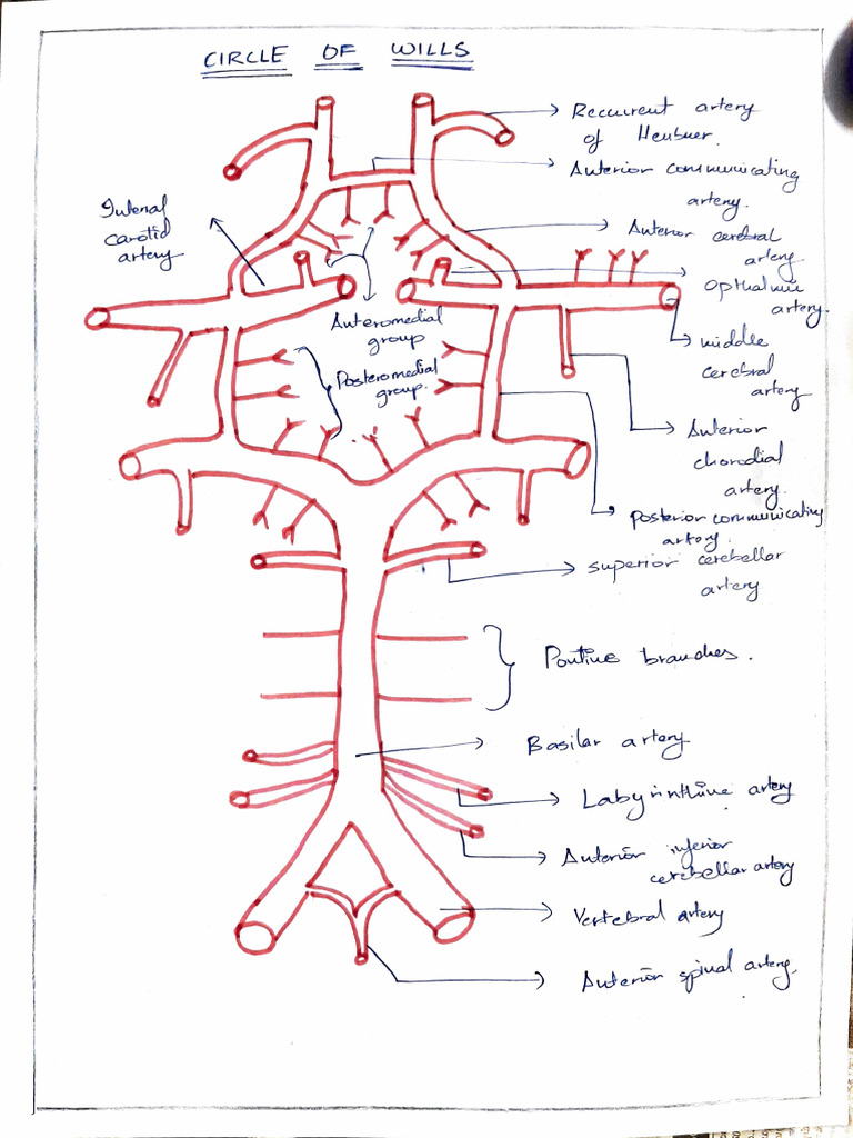 Circle of Willis | PDF