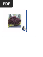 3910 Floralo Pflanztopf Lucca Frostsicher Rund Terracotta 80 XH60 CM | PDF