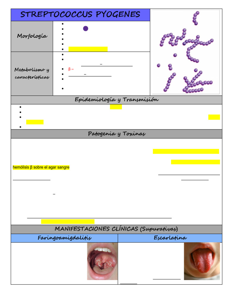 17. Streptococcus Pyogenes | PDF | Estreptococo | Enfermedades y trastornos