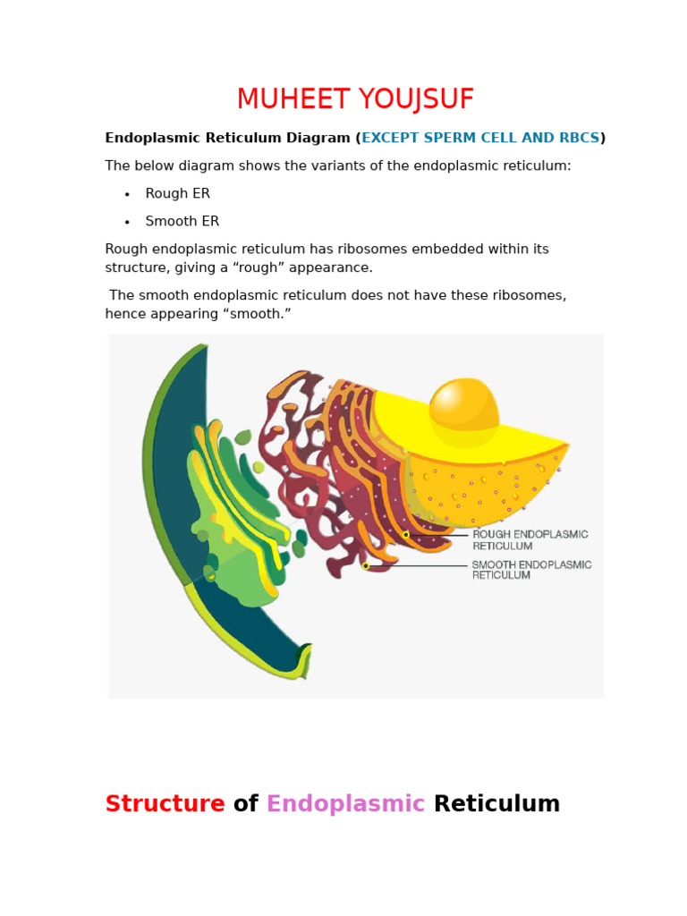 Endoplasmic Reticulum Diagram | PDF