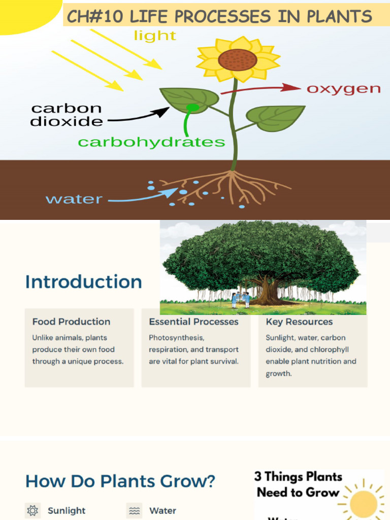 Understanding Leaf Photosynthesis | PDF | Cellular Respiration | Sodium ...