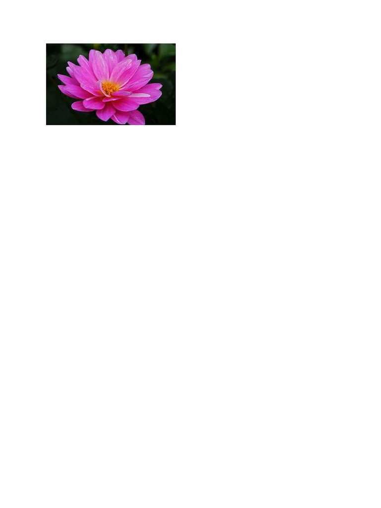 Flower 2 | PDF
