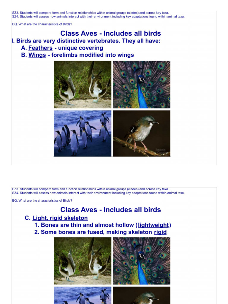 Class Aves Notes | PDF
