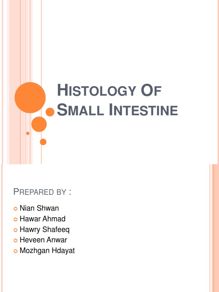 Small Intestine Histology Overview | PDF | Small Intestine ...