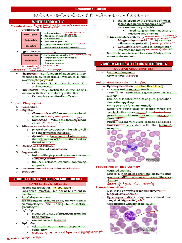 Hematology Lecture: WBC Types & Functions | PDF | White Blood Cell ...