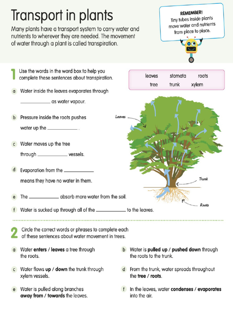 Transport in Plants | PDF