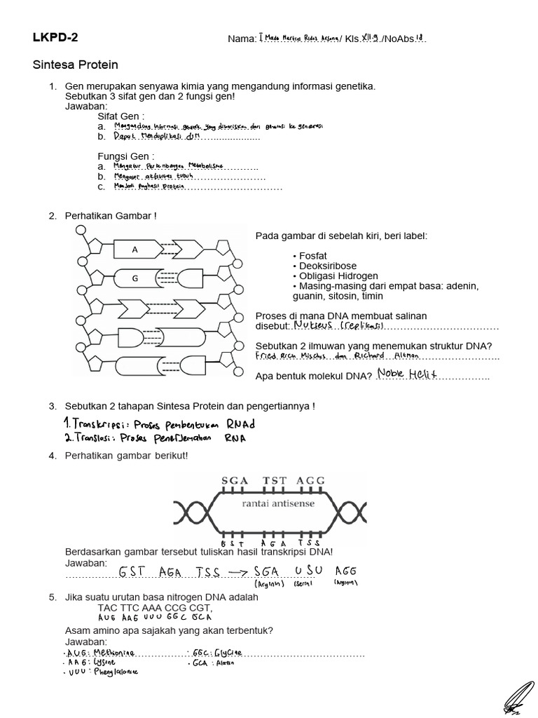 Sintesis Protein dan Struktur DNA | PDF