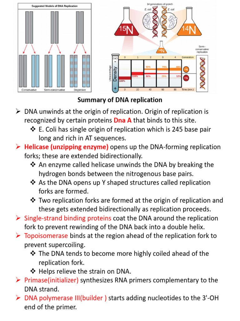 DNA Replication Process in E. Coli | PDF | Dna Replication | Telomere