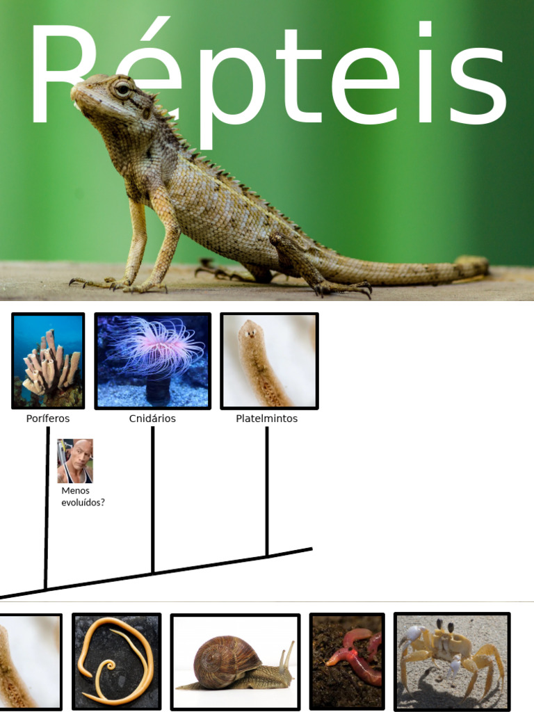 Répteis | PDF | Réptil | Escamados (répteis)