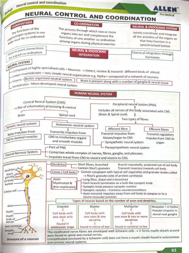 Neural Control and Coordination #Allen | PDF