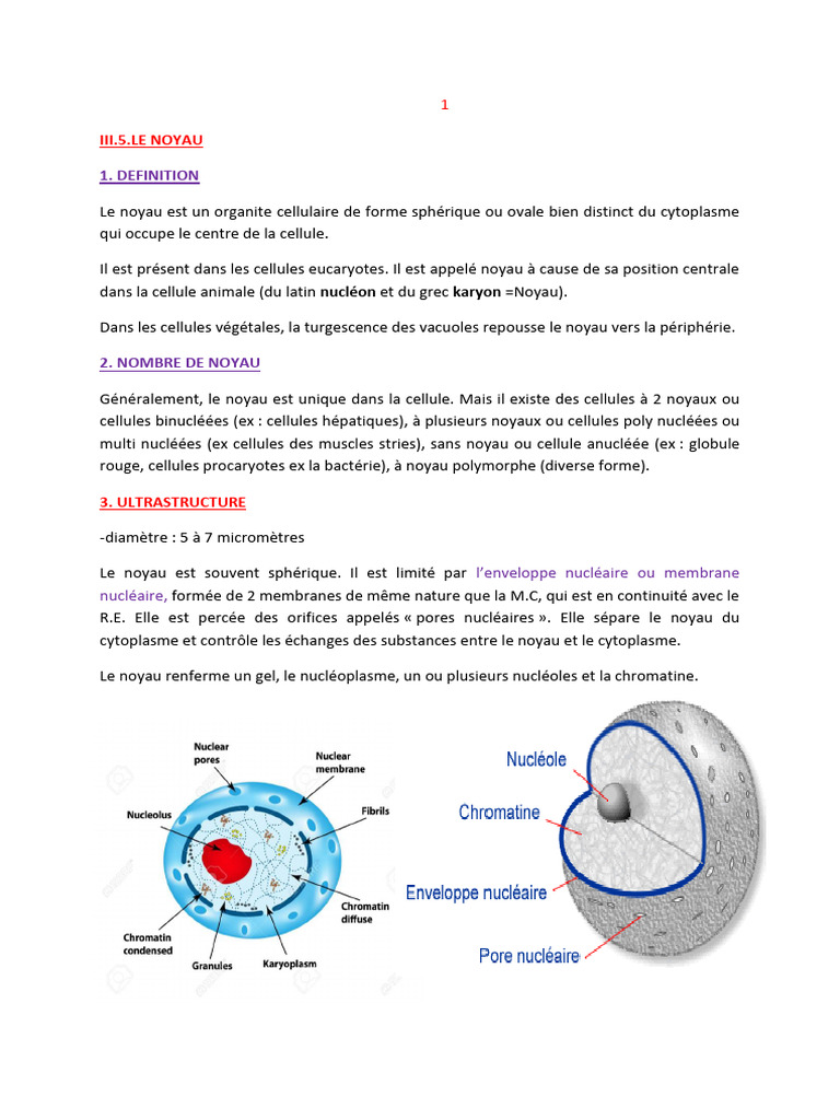 Définition et rôle du noyau cellulaire | PDF | Noyau (biologie ...