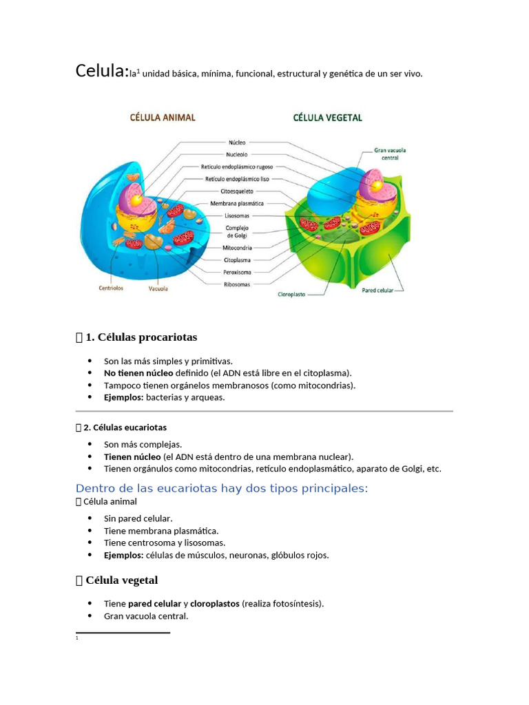 Tipos de Células: Procariotas y Eucariotas | PDF | Biología Celular ...