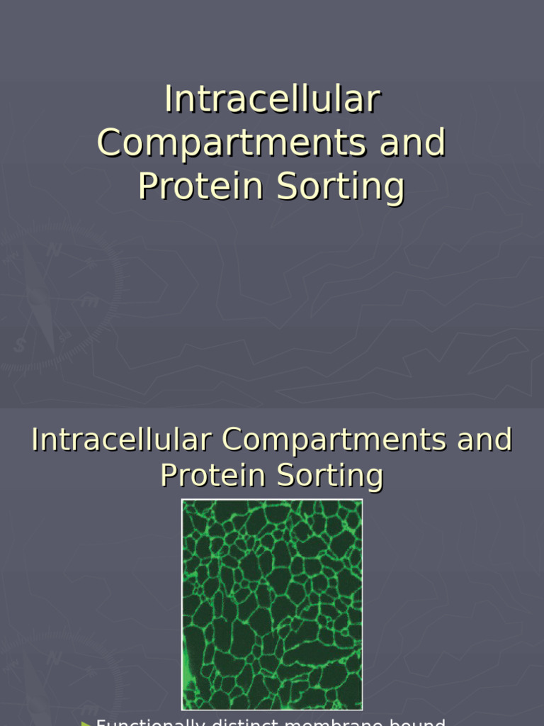 Intracellular Compartments & Protein Sorting | PDF | Protein Targeting ...