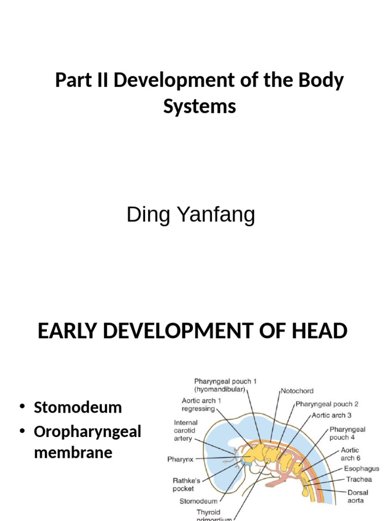 Development of Body Systems Overview | PDF | Respiratory Tract | Human Nose