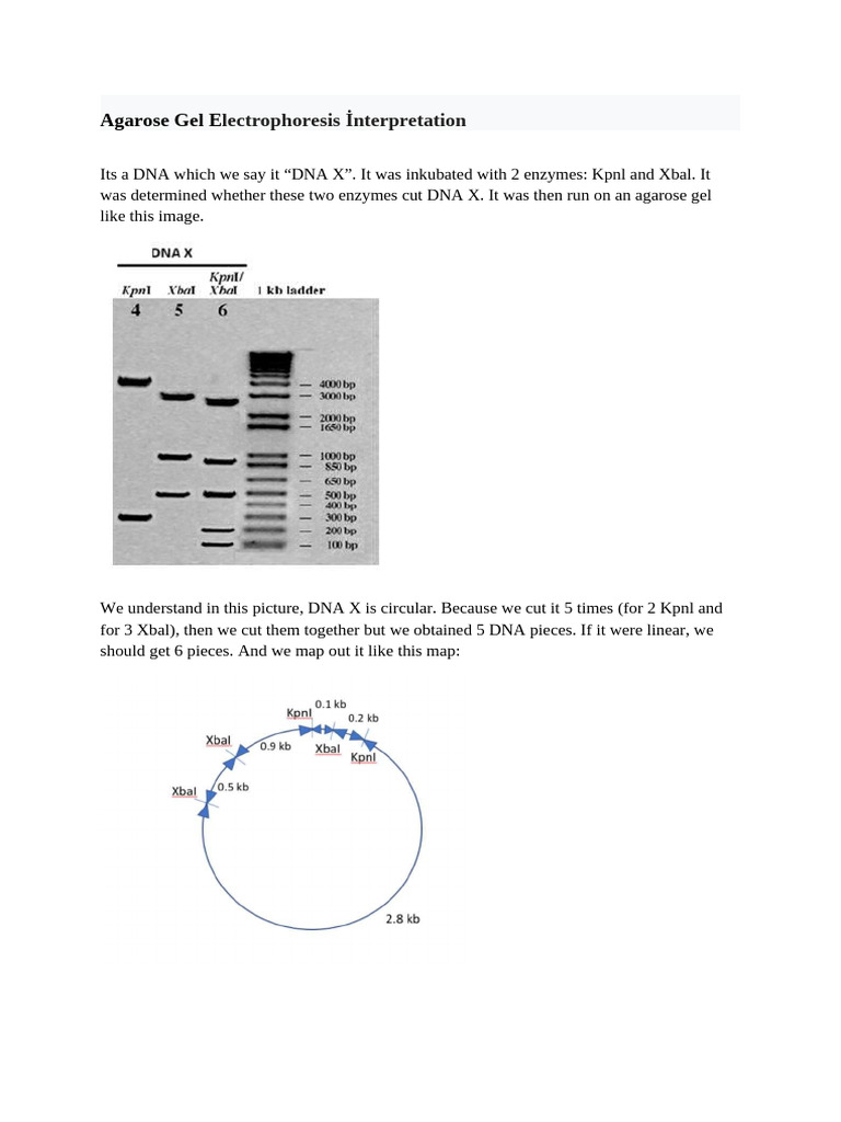 Agarose Gel | PDF