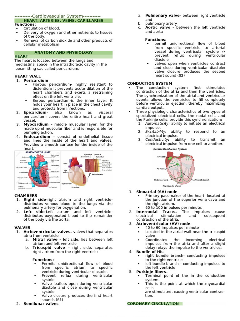Cardiovascular System Overview | PDF | Atrium (Heart) | Heart Valve
