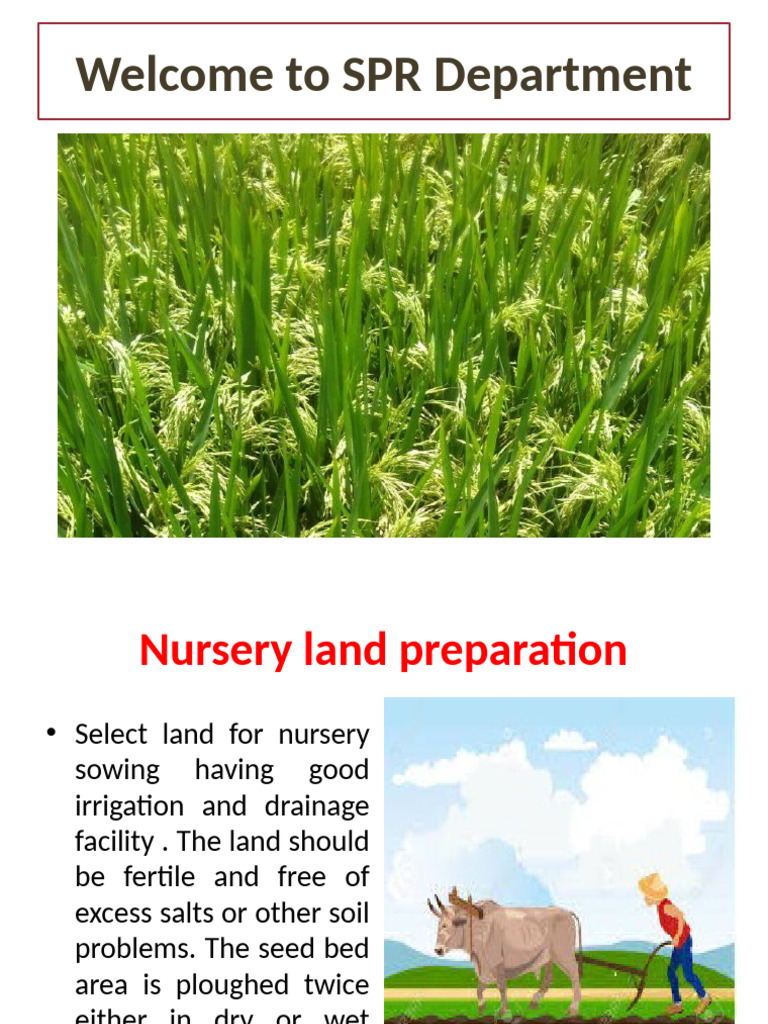 Paddy Nursery Management and Fertilization | PDF | Rice | Pollination