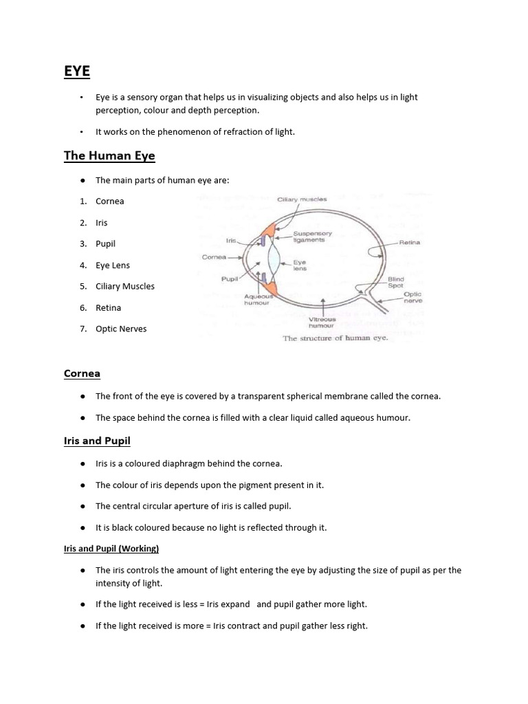 Anatomy and Function of the Human Eye | PDF | Eye | Sunset
