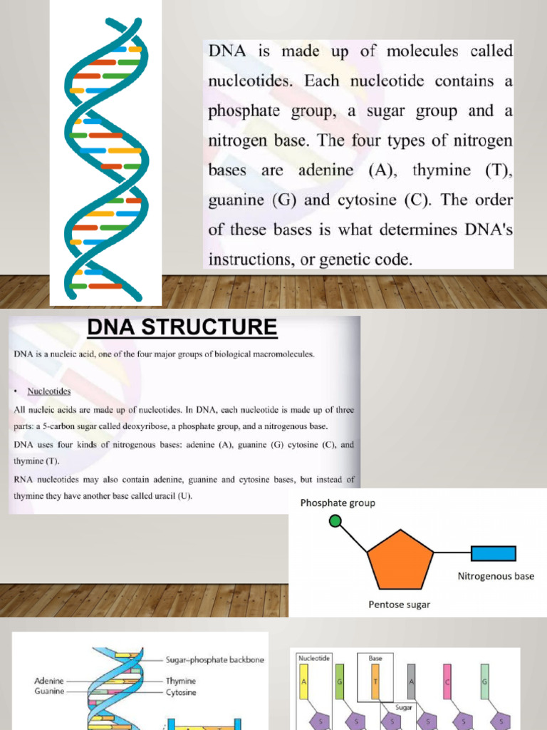 Complementary Base Pairing in DNA | PDF