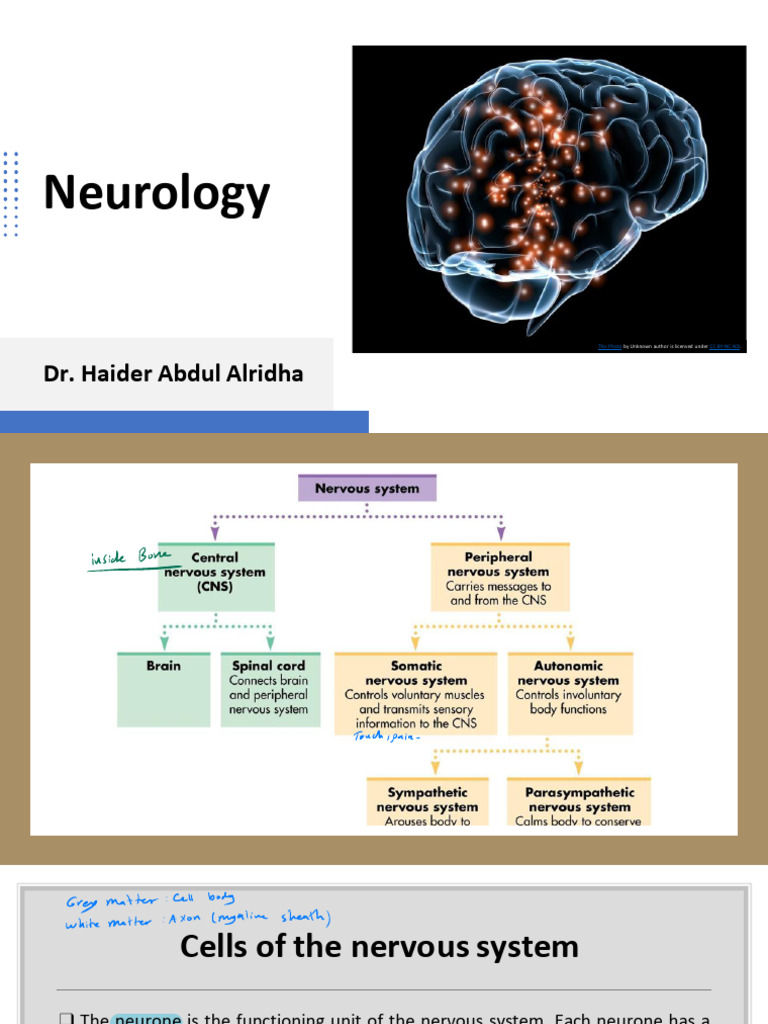 Introduction to Neurology Basics | PDF | Nerve | Central Nervous System