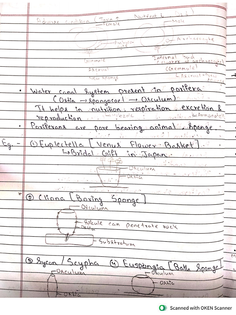 Allen Notes | PDF