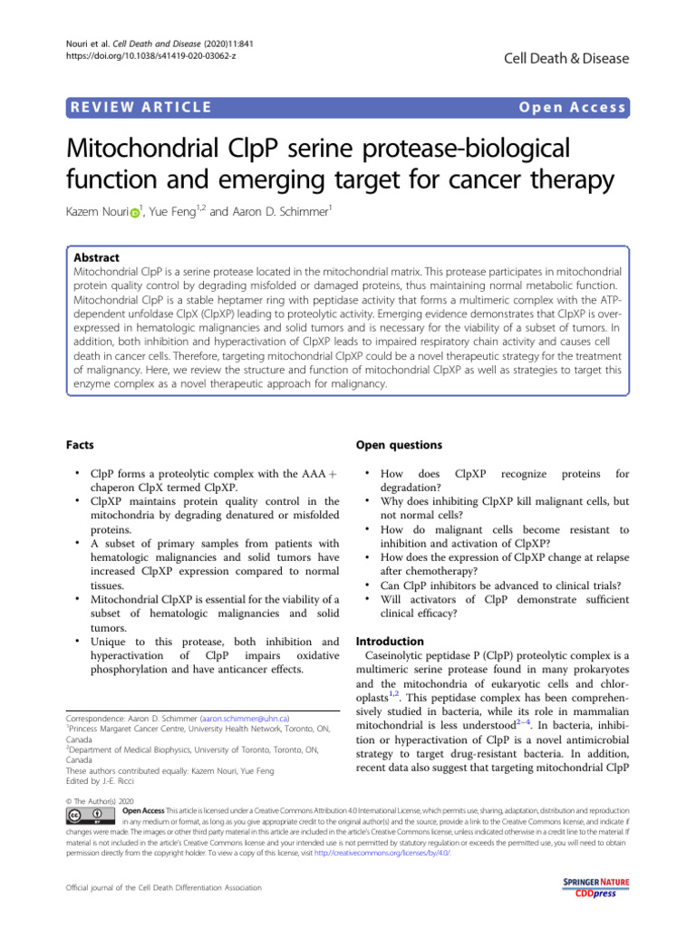 Targeting Mitochondrial ClpP in Cancer | PDF | Mitochondrion | Protease
