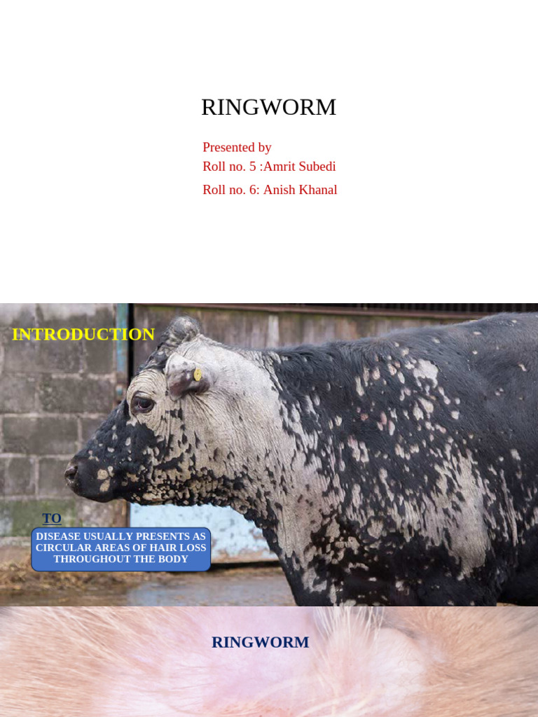 Understanding Ringworm Infections | PDF
